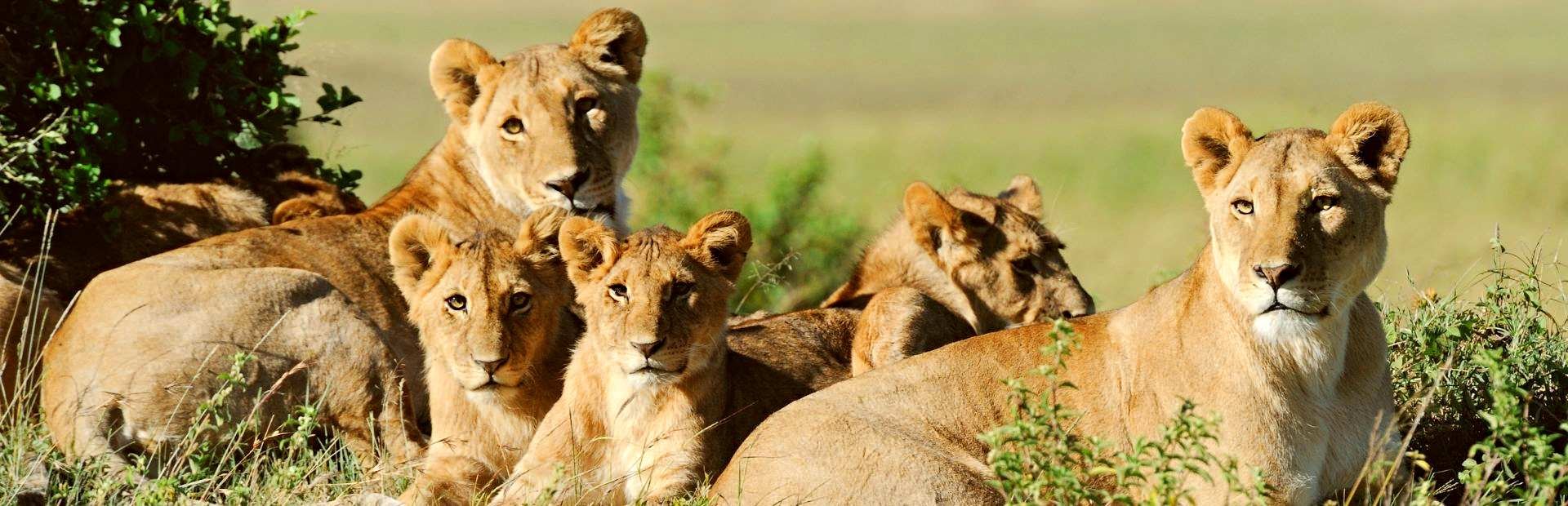Zuid-Afrika safari leeuwen