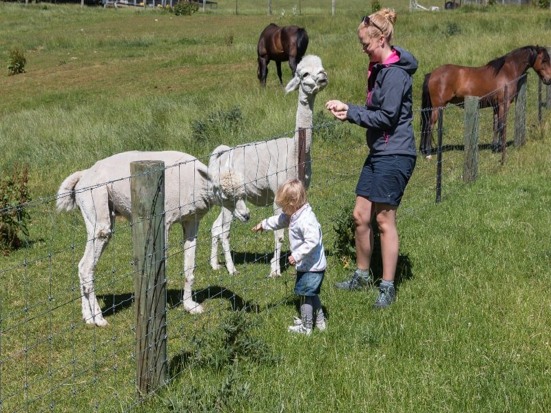 Catlins schapen