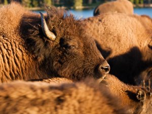 Yellowstone bizon
