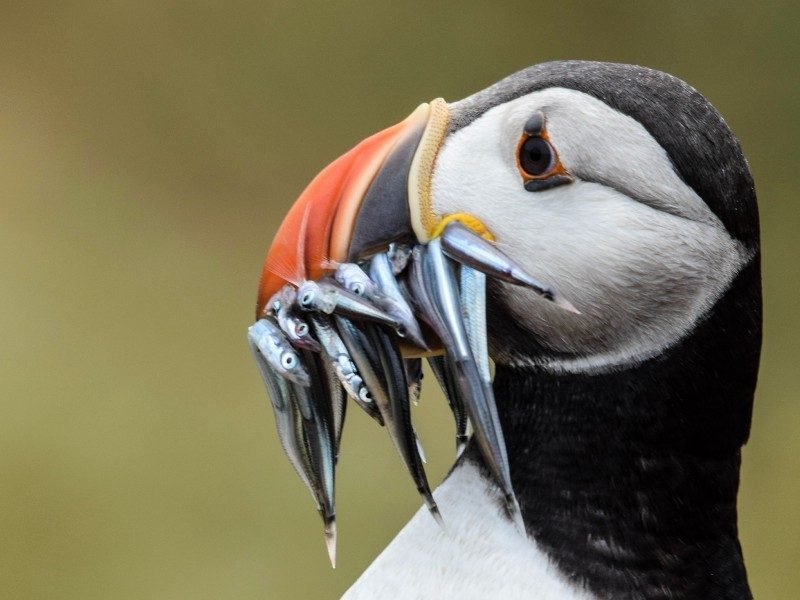 A puffin with its beak full of small silver fish.