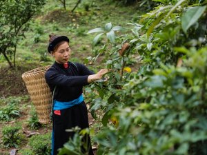 ha giang vietnam theeplantage wandelen