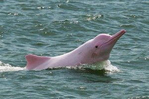 Thailand khanom-roze-dolfijn