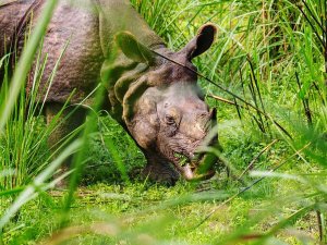 Nepal - dieren