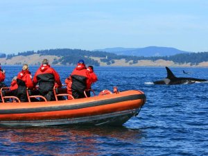 canada - orca spotten