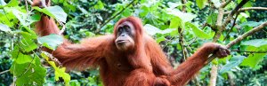 Dieren in Indonesië, Orang Oetan