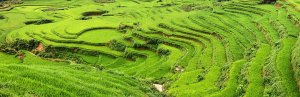 Rijstvelden Vietnam