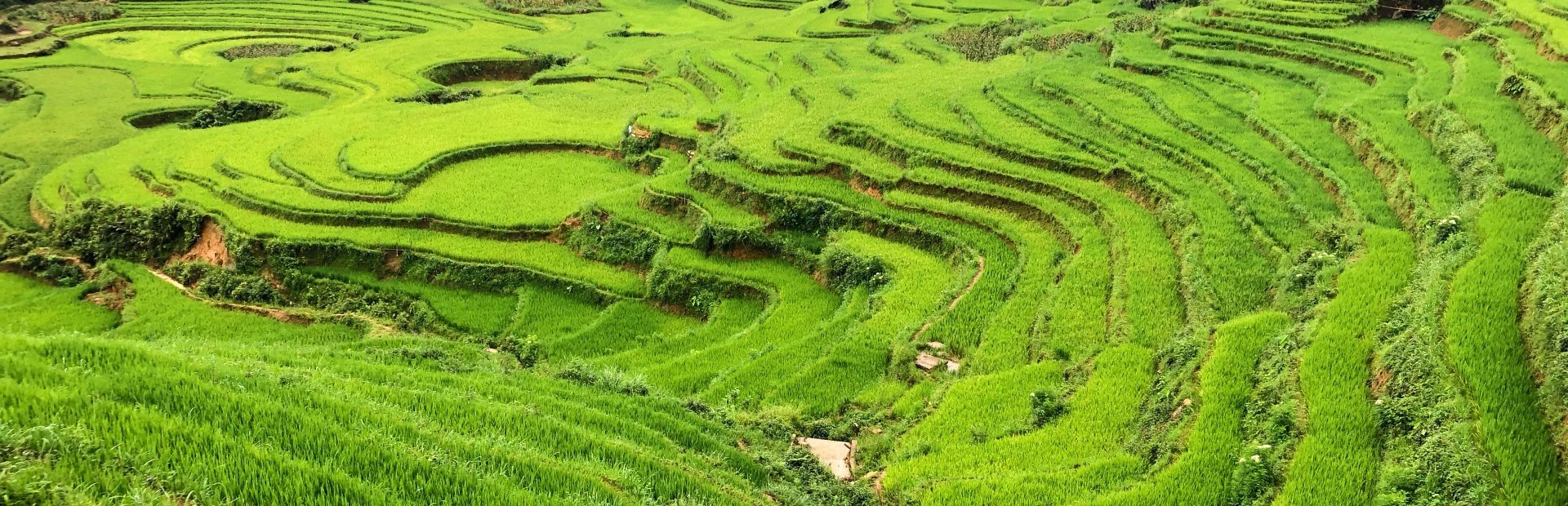 Rijstvelden Vietnam