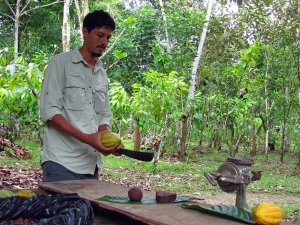 Gids op een cacaotour