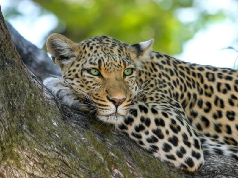 Krugerpark Zuid-Afrika luipaard in boom