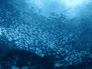 Sardine run Zuid-Afrika