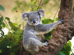 Singapore Zoo koala