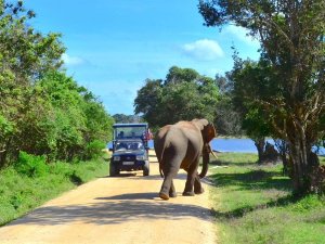 Olifant in Yala National Park Sri Lanka