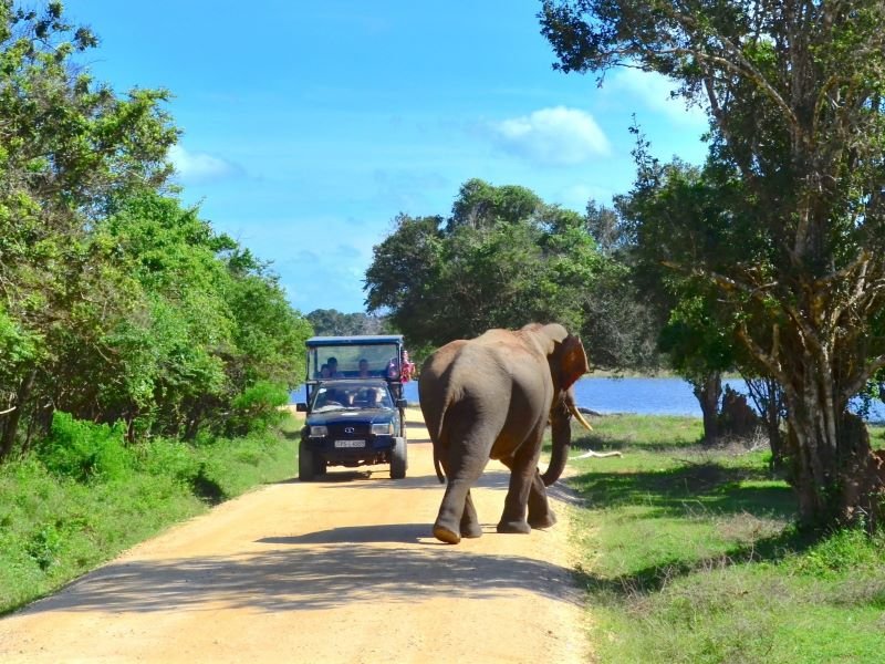 olifant op de weg bij Jeep in Yala National Park