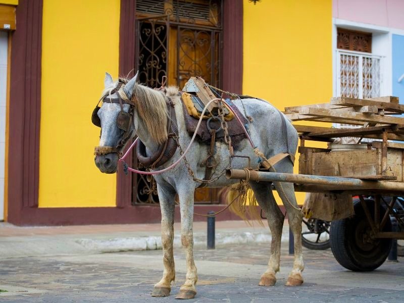 Nicaragua paard leon