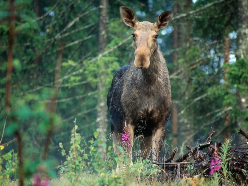 Eland in Zweden