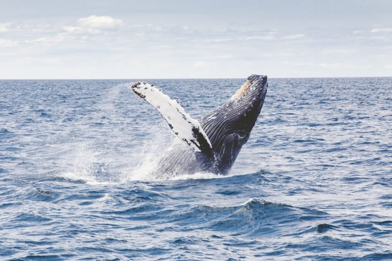 Walvis Madagaskar