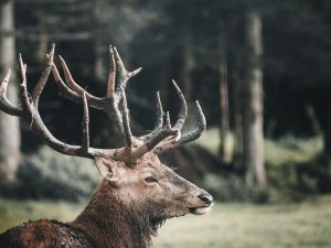 Eland in Noorwegen