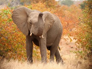 Zuid-Afrika olifant