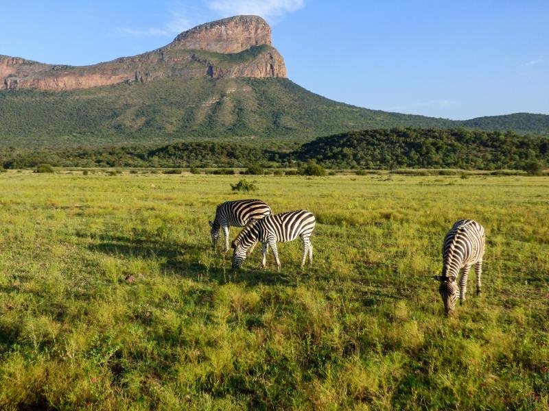 Zebra in Entabeni