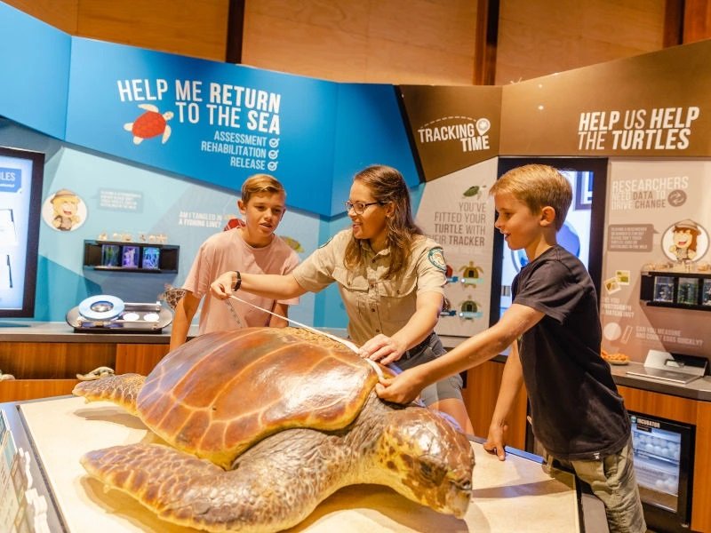 Australië Mon Repos schildpadden