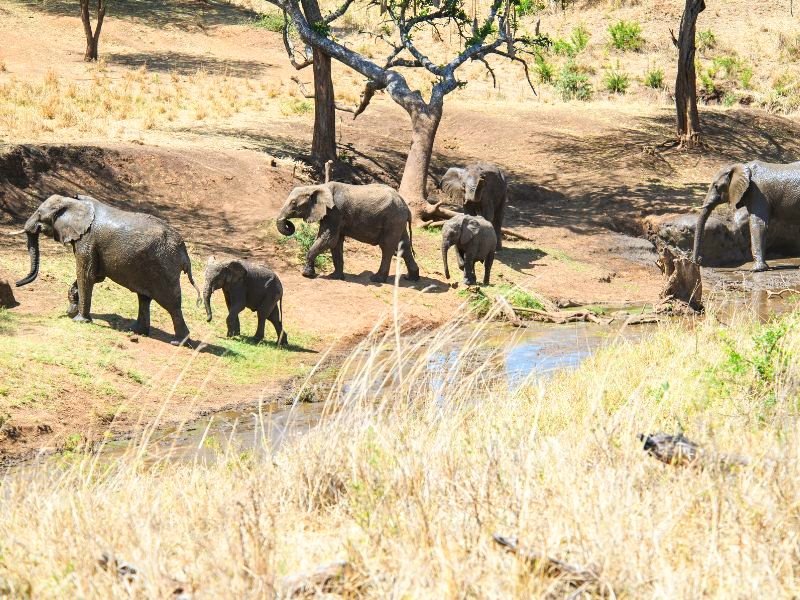 Kidepo Valley National Park olifanten