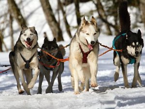 Husky Alaska
