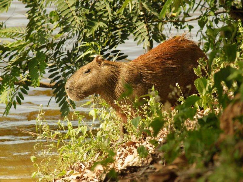 Rurranabaque-capibara