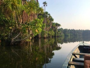Peru - jungle
