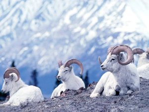 Alaska Yukon - Kluane Wildlife