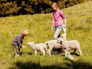 Twee kinderen geven lammetjes de fles in een grasveld in een landelijk gebied