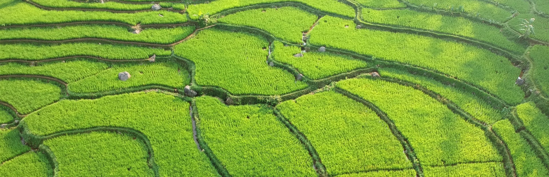 Indonesie rijstvelden op Java