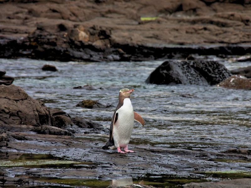 Pinguïn Catlin