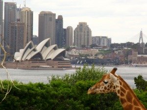Kop en nek van een giraffe op de voorgrond met het Sydney Opera House en de stads skyline over het water in Sydney Australië