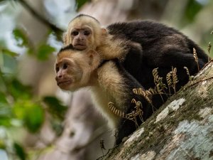 Apen in Costa Rica