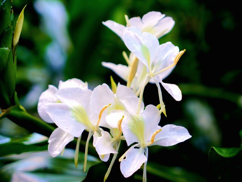 iguazu bloemen