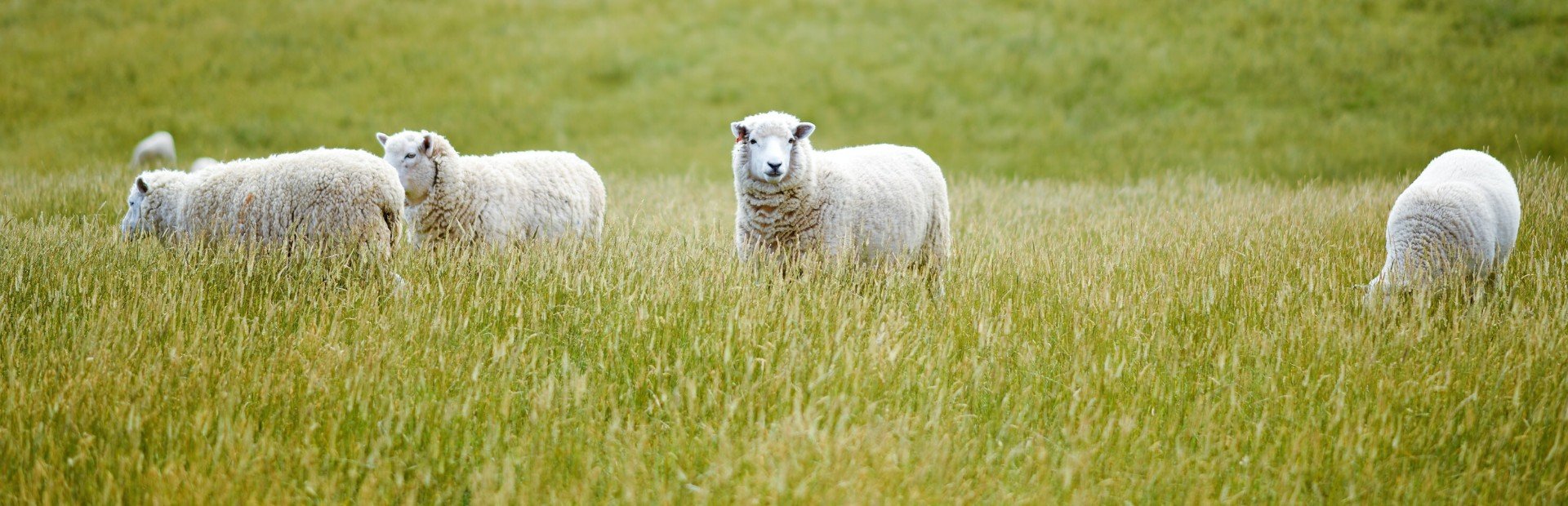 04. Bouwsteen Zuidereiland - Slapen bij de Schapen