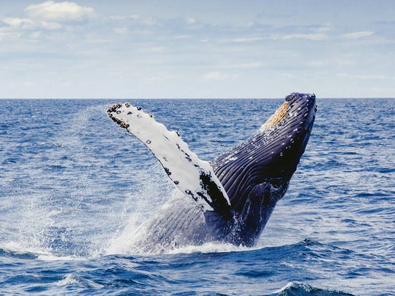 cape-cod-walvis