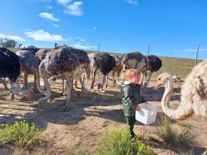 Kind in een groene regenjas houdt een witte emmer vast en voert struisvogels in een zonnige, omheinde omgeving in Zuid-Afrika