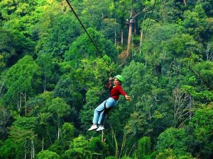 chiang mai tokkelen thailand jungle