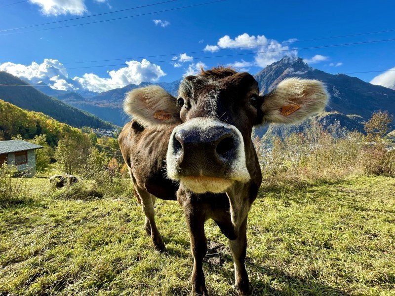 Een koe in de bergen in Italië