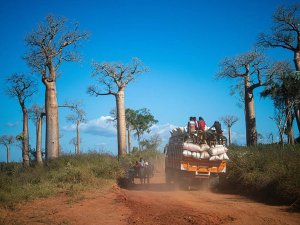Madagascar Avenue de Baobab (5)