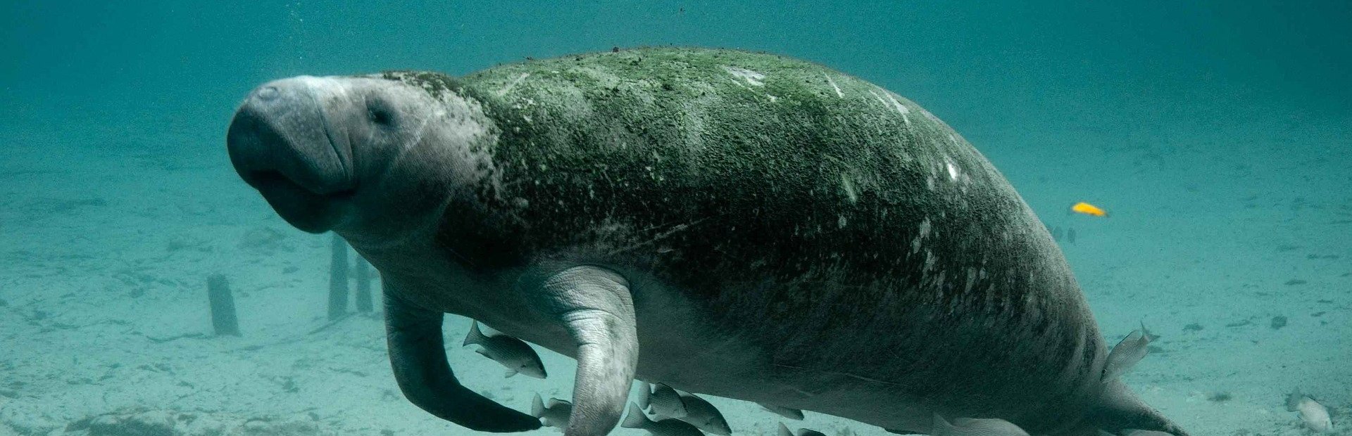 Zwemmen-met-zeekoeien-florida-reizen