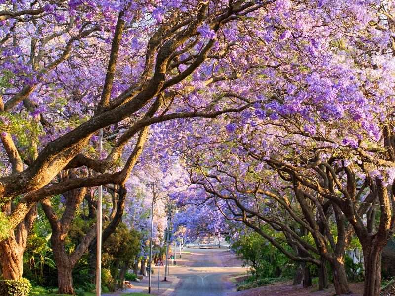 Pretoria jacaranda seizoen