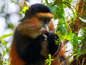 Oeganda Golden Monkey in boom