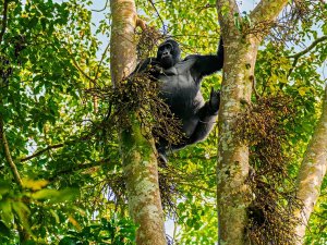 Oeganda - Bwindi - Gorilla in boom