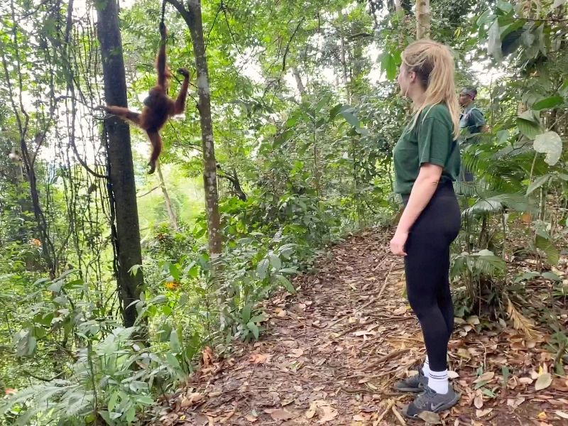 Orang oetans in Sumatra Indonesie