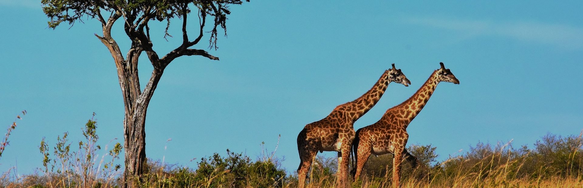 tanzania-wildlife