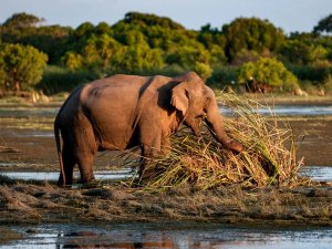 Kumana NP