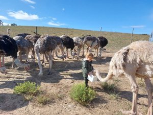 Jong kind voert een struisvogel tussen een groep struisvogels in de buitenlucht in Zuid-Afrika