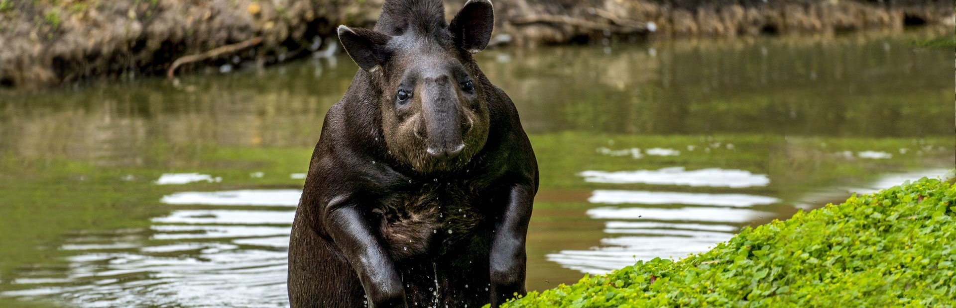 Tapir Costa Rica